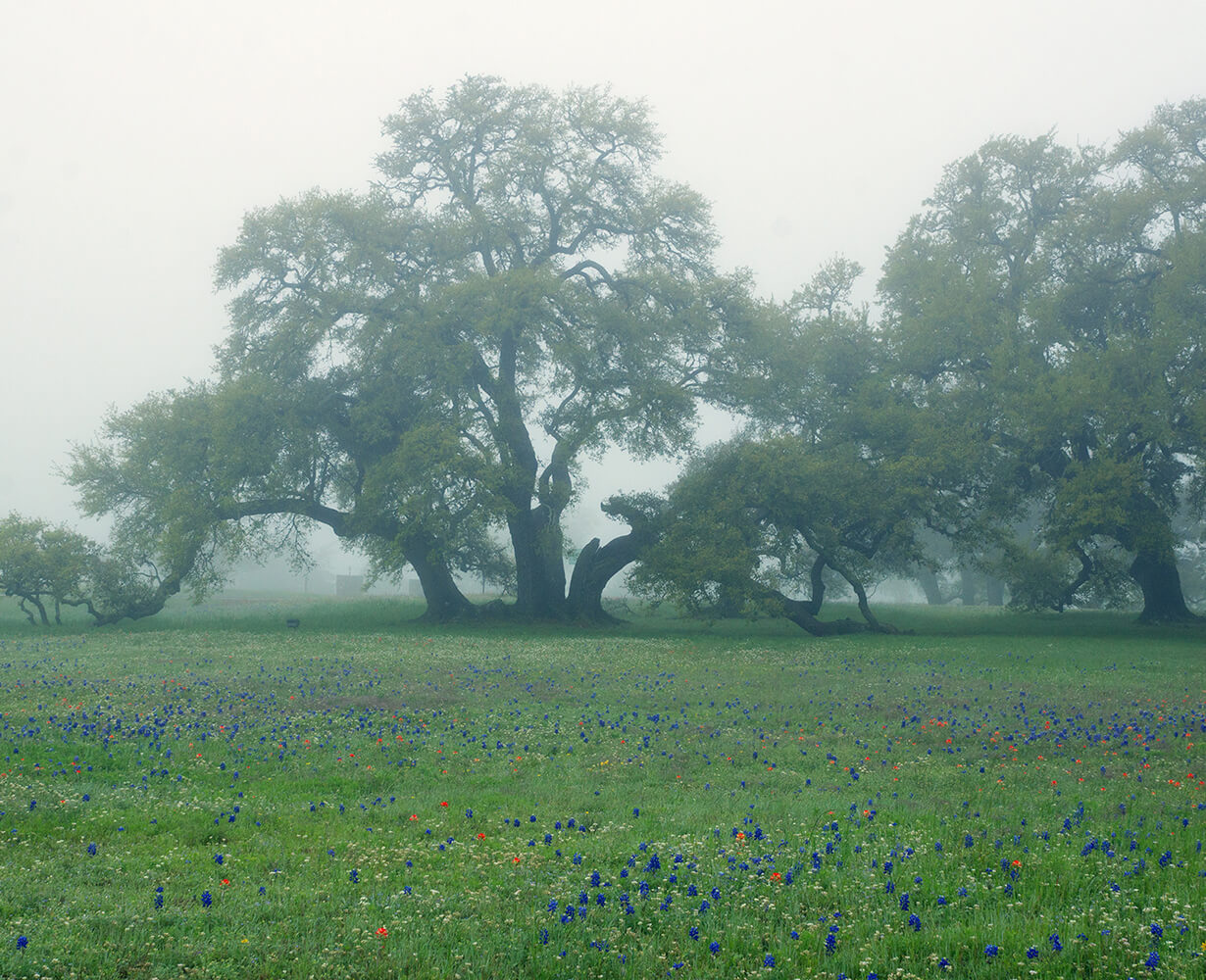 Hill Country Trees in Fog Photo
